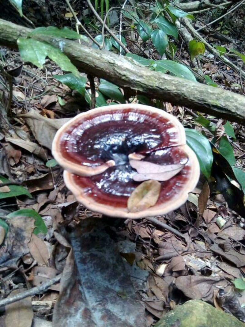 野生灵芝小朵统货