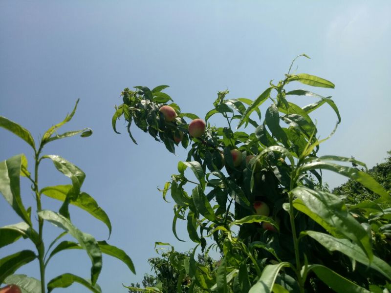 早熟毛桃