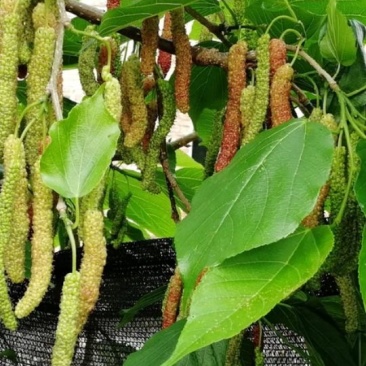 非常靓丽长桑果苗，大量出售