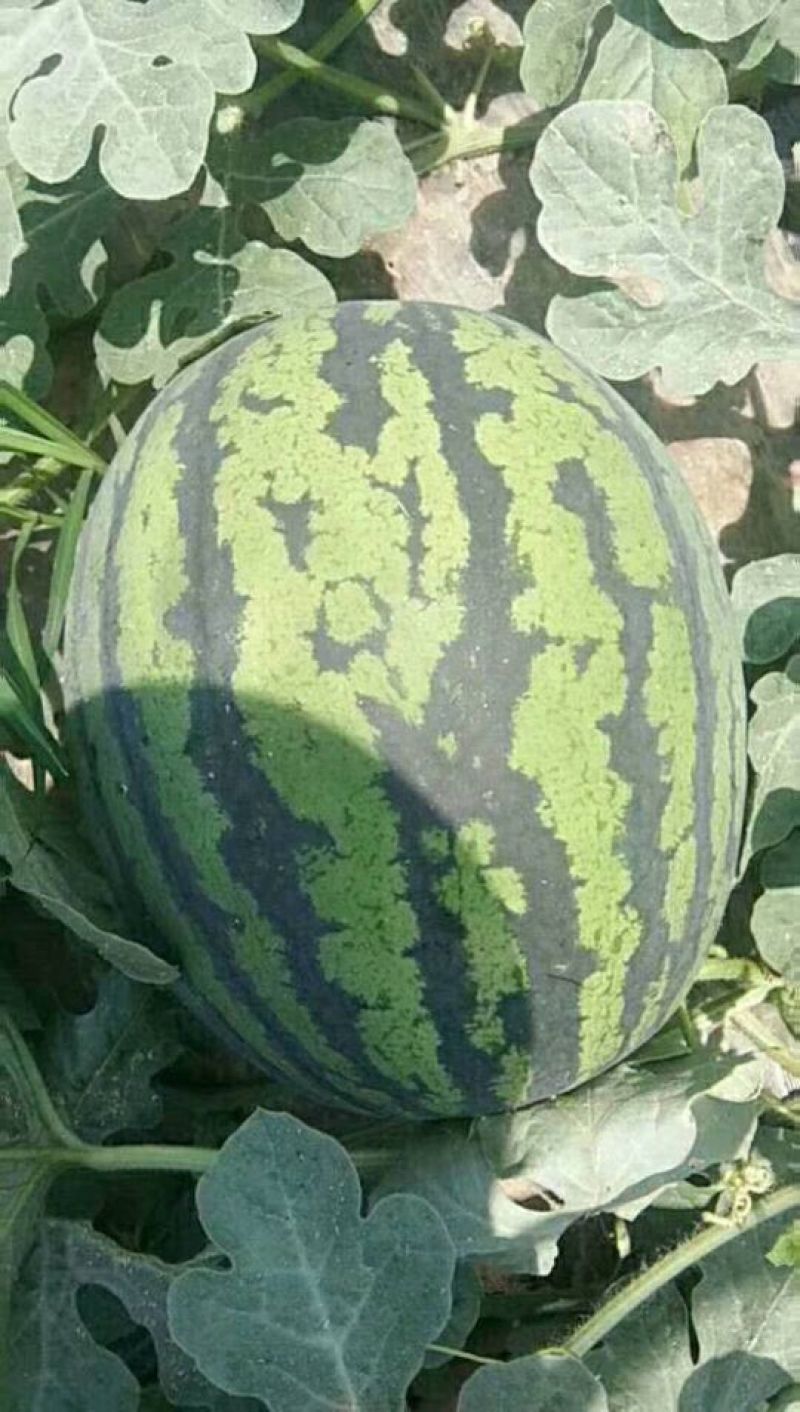 甜王西瓜