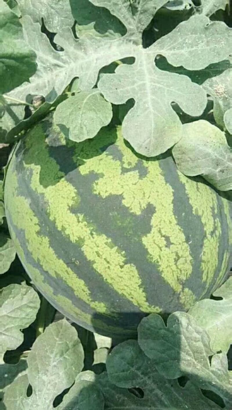 甜王西瓜