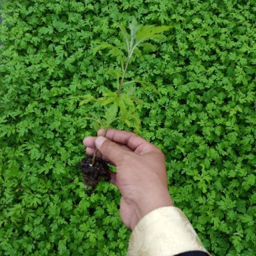 观赏菊花苗