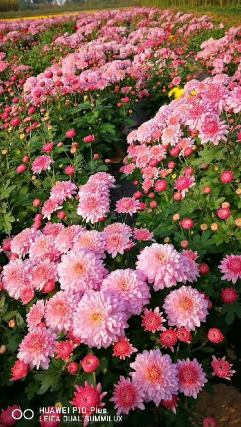 观赏菊花苗