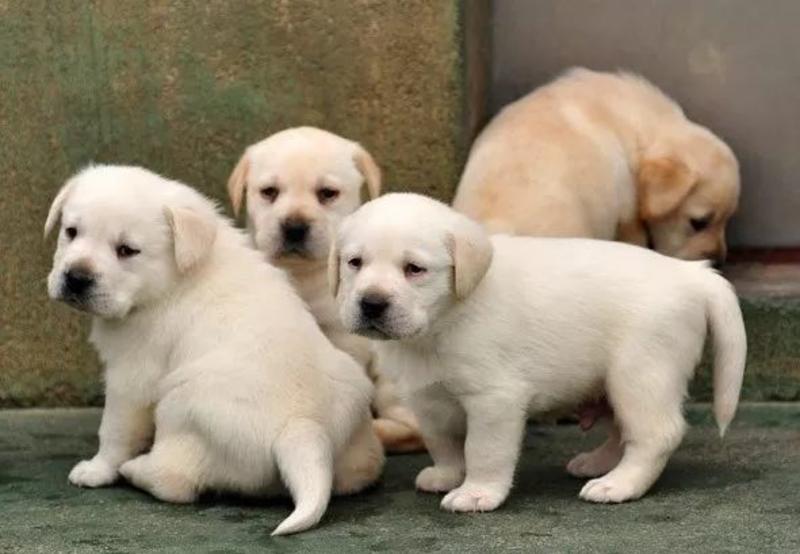 拉布拉多犬三个月起售疫苗齐全公母都有喜欢的联系