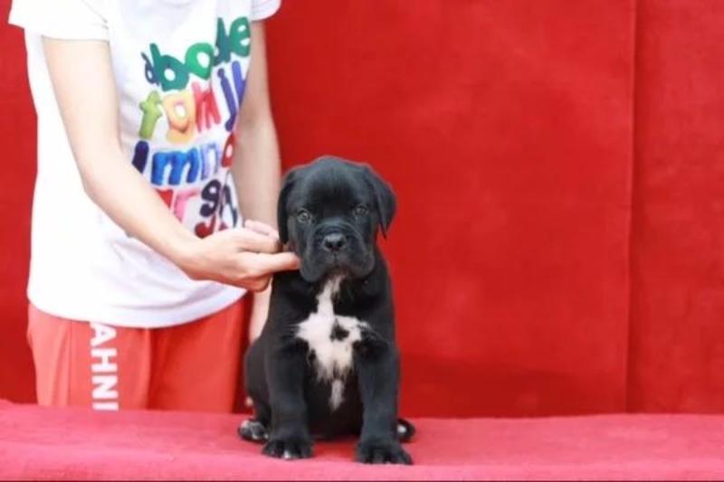 卡斯罗犬高质量护卫犬三个月起售公母都有喜欢的朋友联系