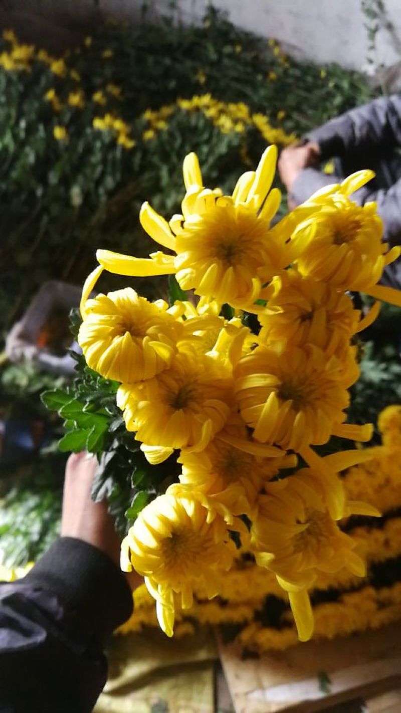 精品独杆黄菊金善