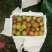 丰园红杏