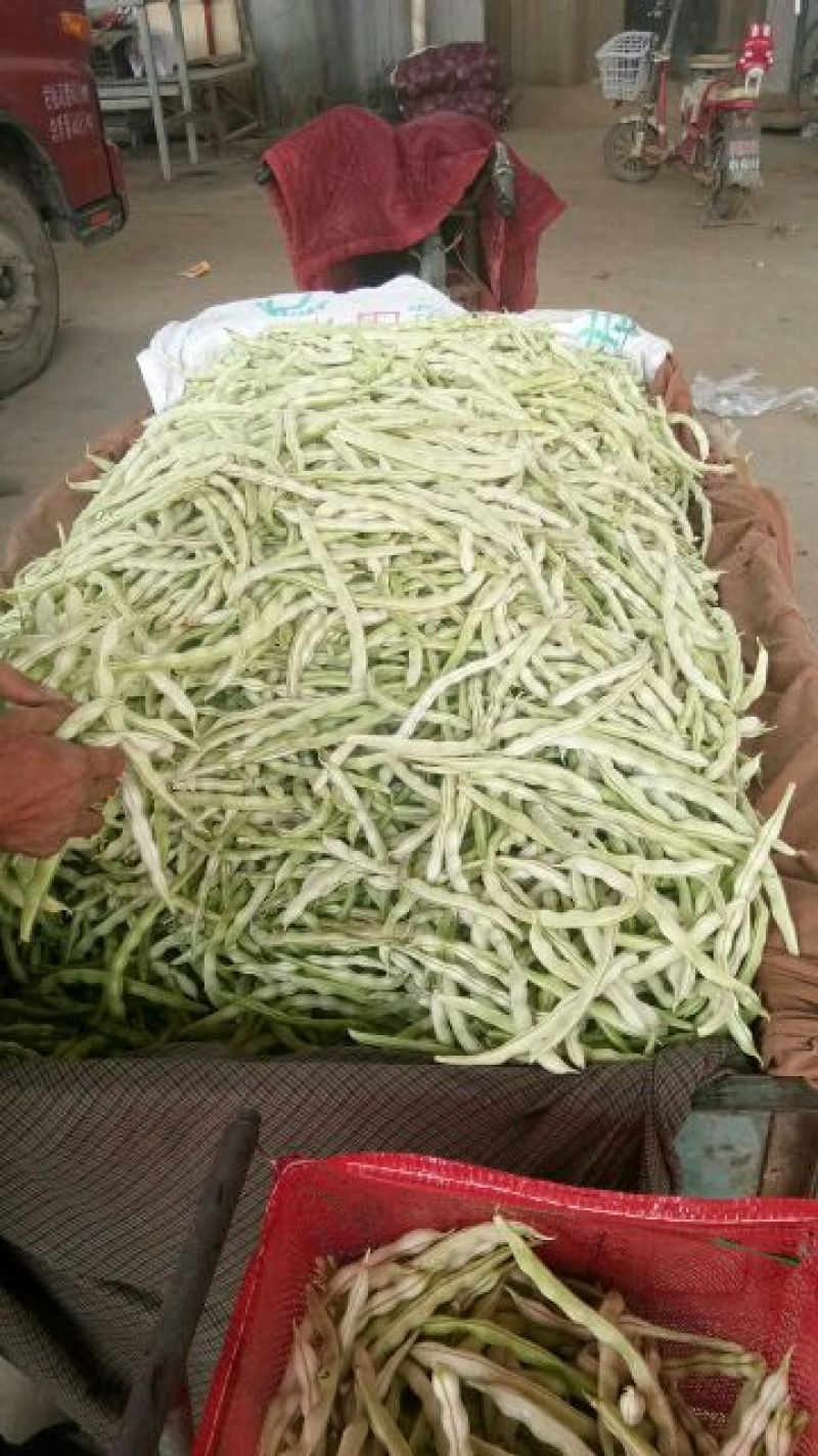 河北邯郸白不老大量上市全部都是大鹏新鲜货