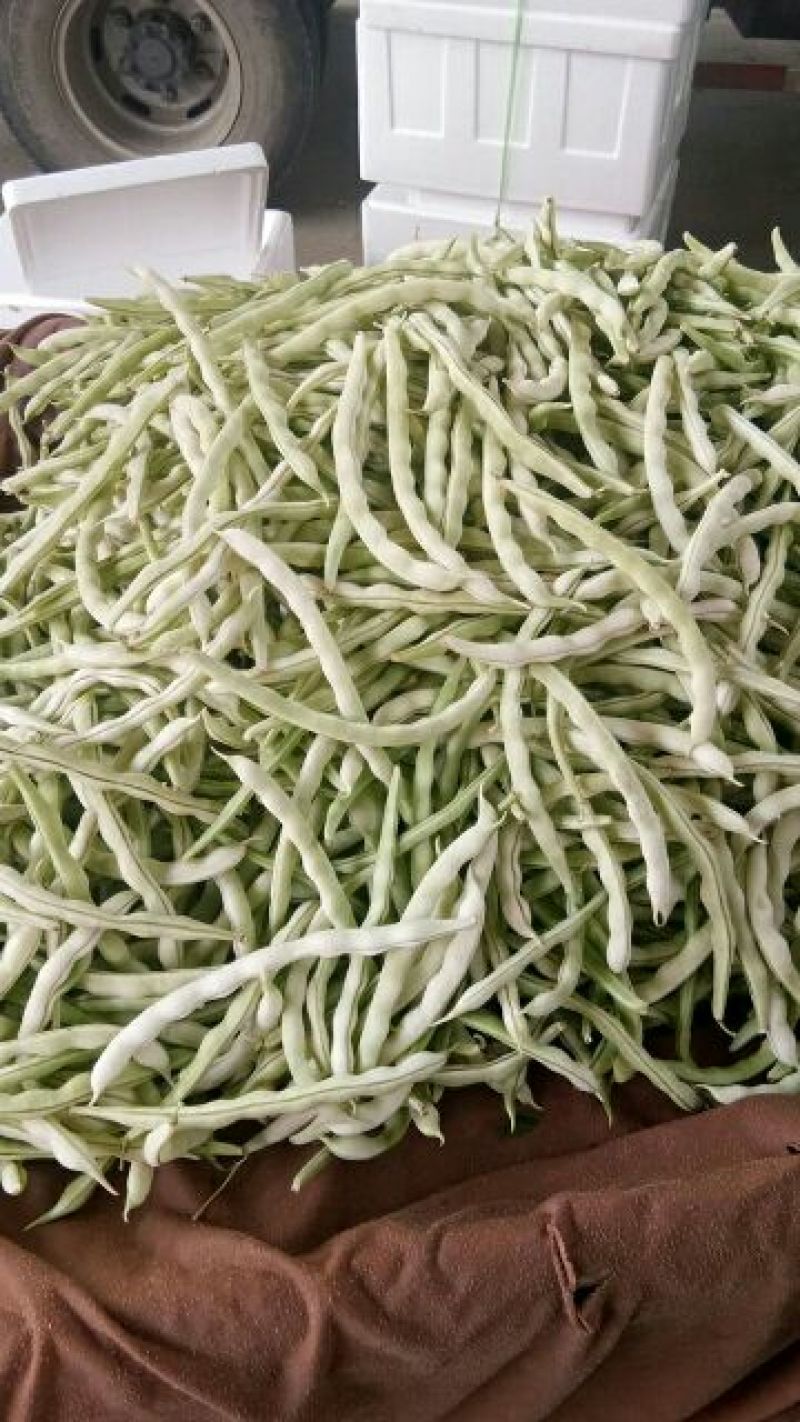 河北邯郸白不老大量上市全部都是大鹏新鲜货