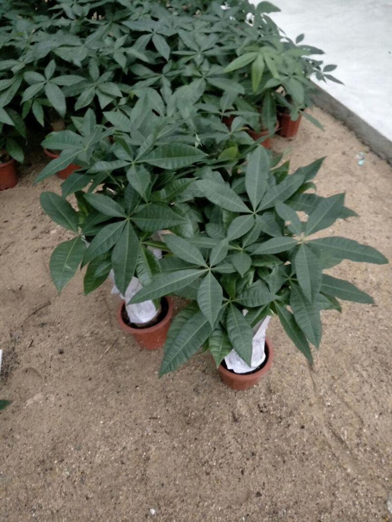 发财树230#规格