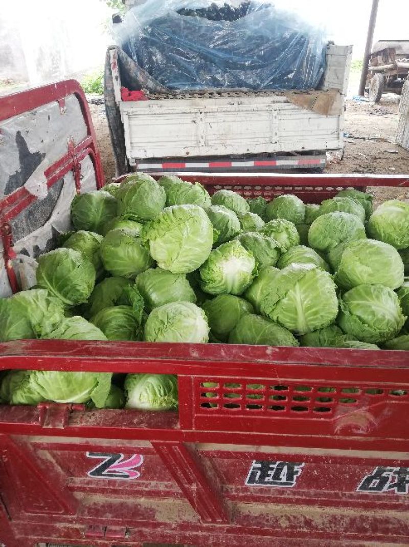 甘蓝大量上市产地一手货源全国代发