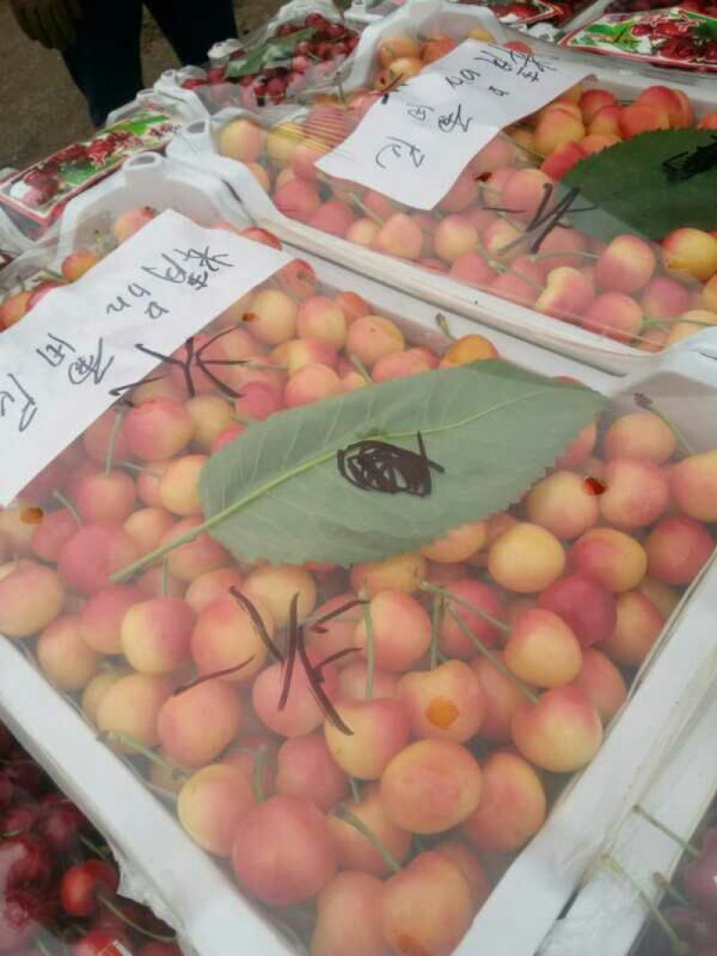 沂蒙山大樱桃价格低，质量好口感脆甜，全国发货，货源充足。