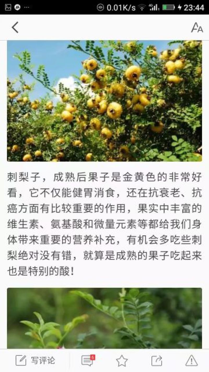 刺梨果