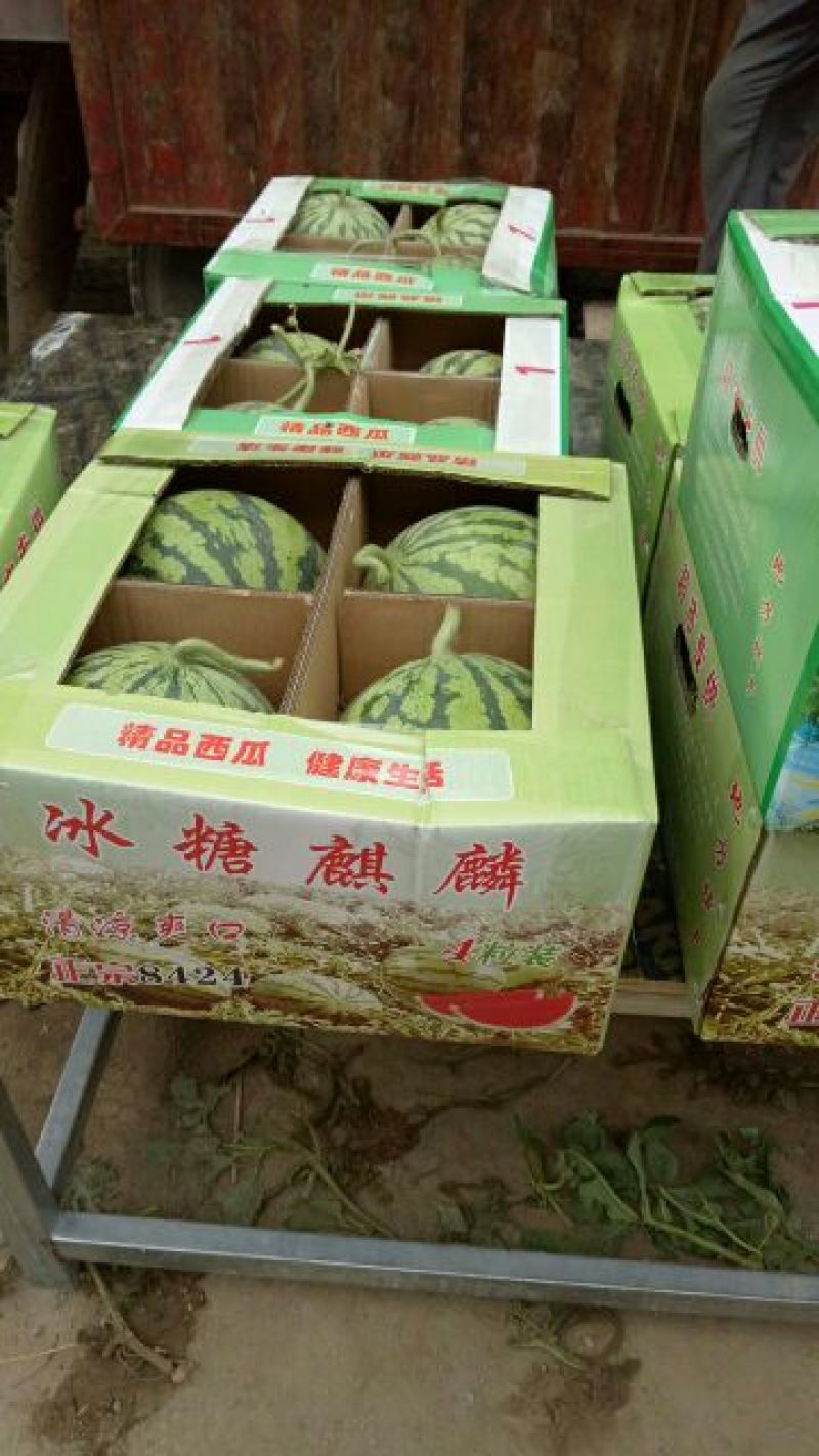 万亩大棚美都瓜大量上市口感蜜甜基地直发质量保证全国