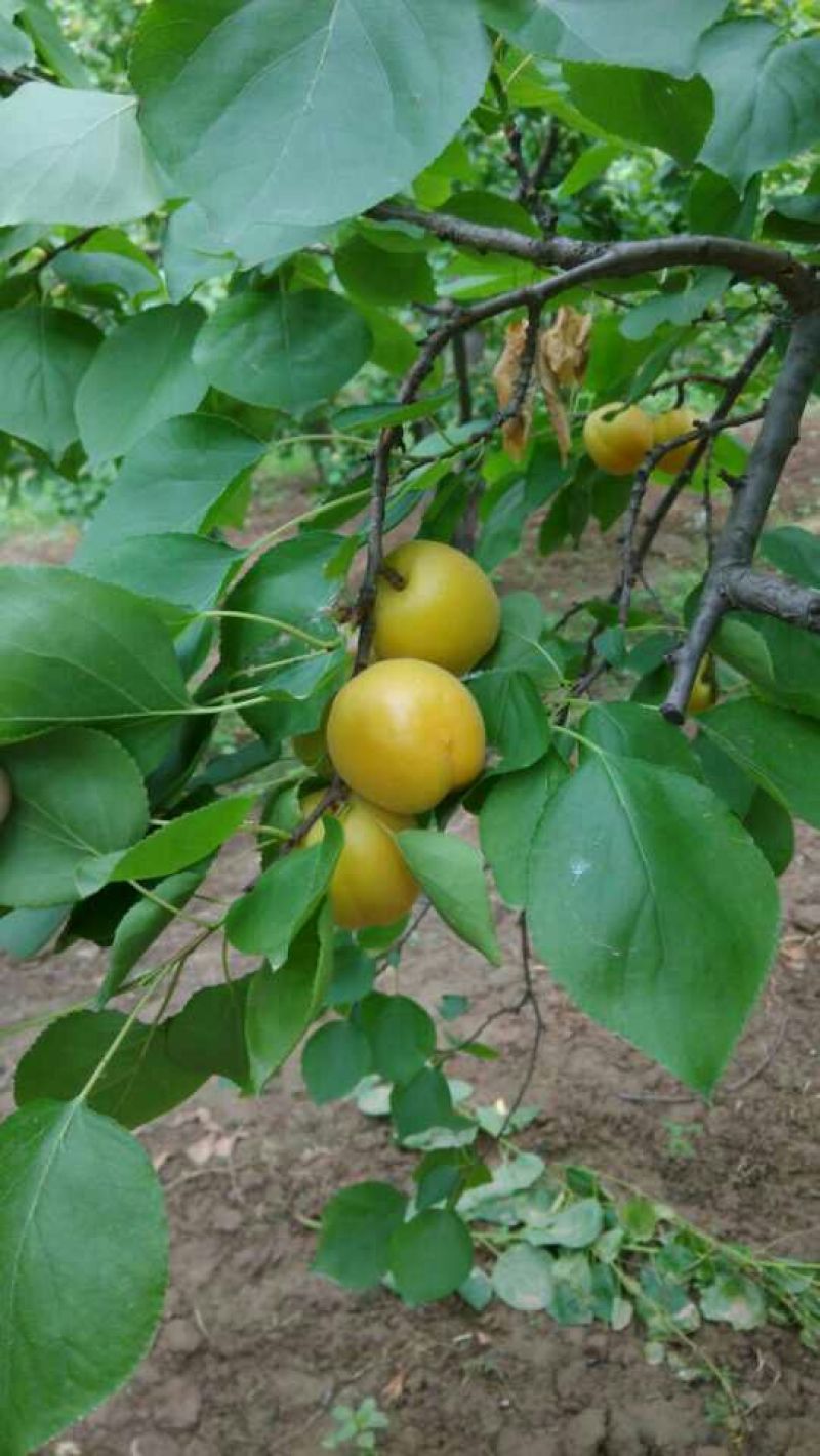 河北，杏，菜籽黄杏，麦黄杏，大量上市货源充足诚信经营