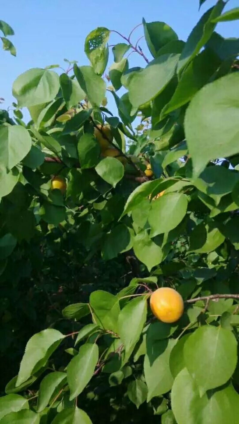 河北，杏，菜籽黄杏，麦黄杏，大量上市货源充足诚信经营