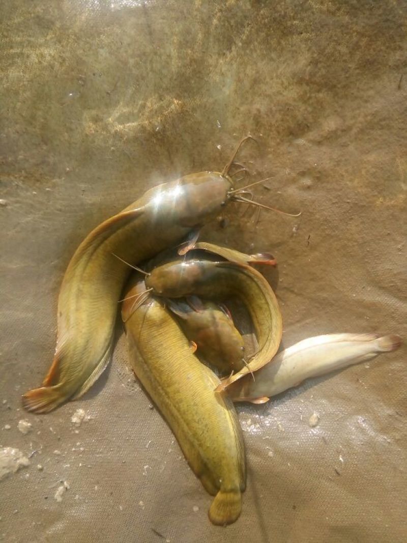 胡子鲶土塘角鱼