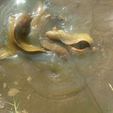 胡子鲶土塘角鱼