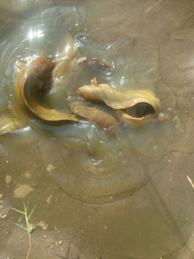 胡子鲶土塘角鱼