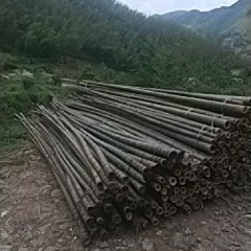 毛竹楠竹