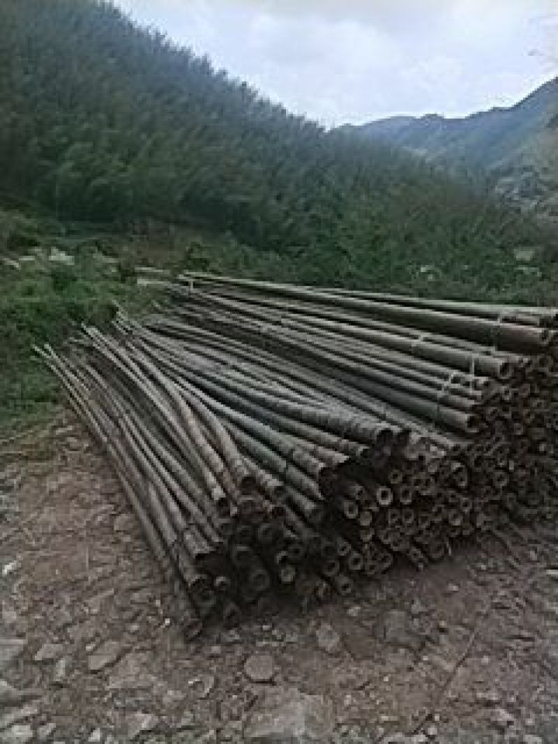 毛竹楠竹