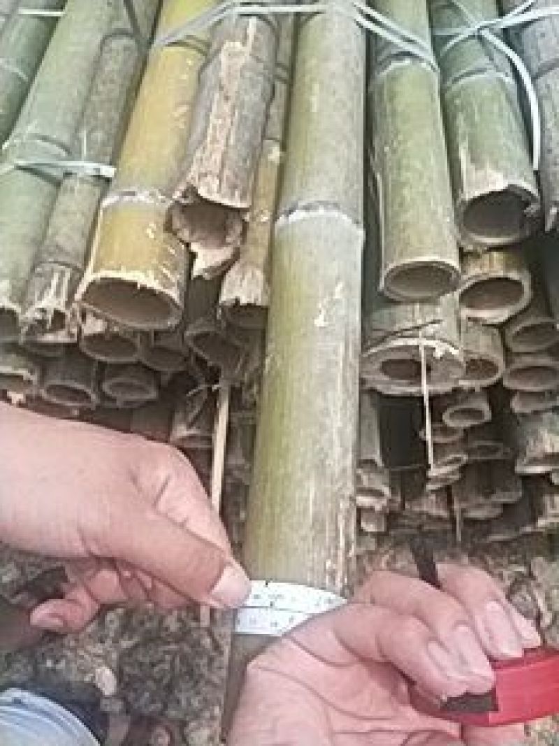 毛竹楠竹