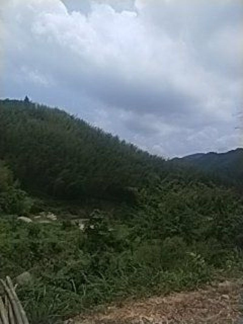 毛竹楠竹