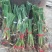 芦苇苗，芦苇芦竹、单棵苗山东芦苇苗，耐寒耐旱工程苗