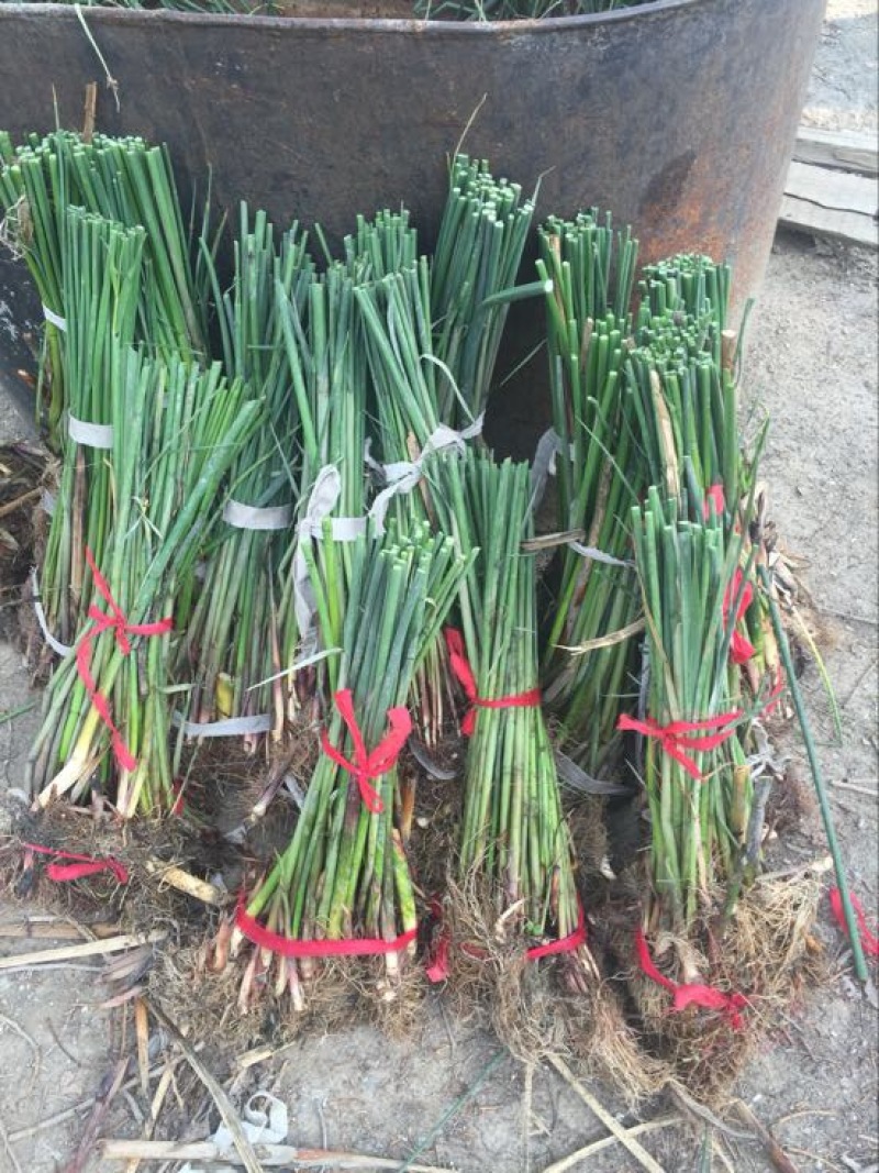 芦苇苗，芦苇芦竹、单棵苗山东芦苇苗，耐寒耐旱工程苗