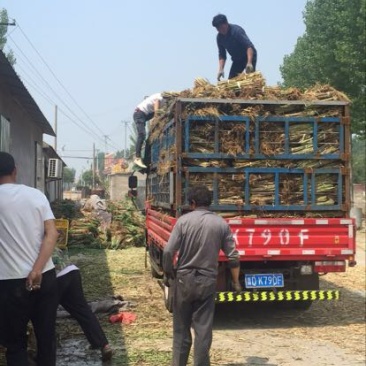 芦苇苗，芦苇芦竹、单棵苗山东芦苇苗，耐寒耐旱工程苗