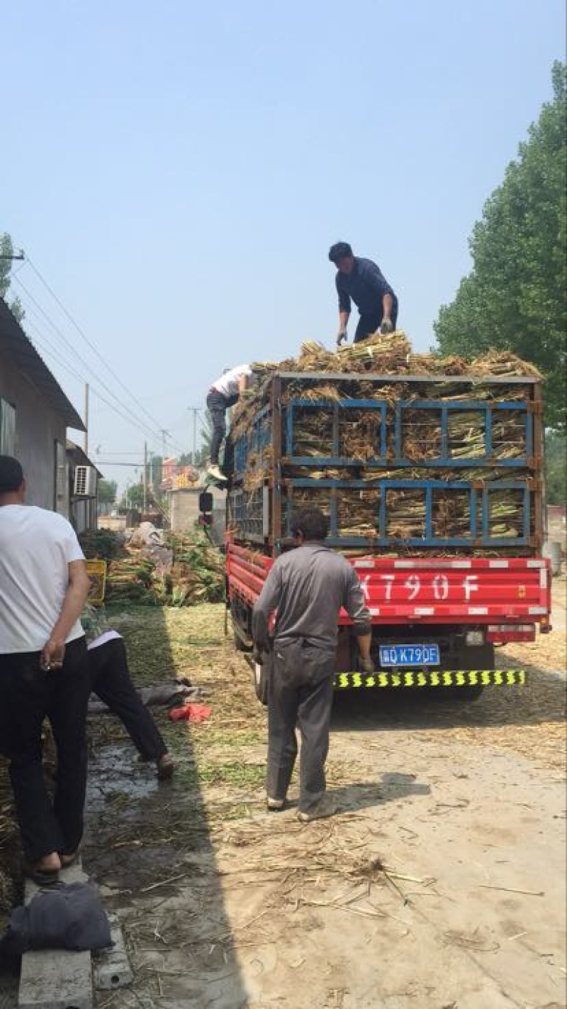 芦苇苗，芦苇芦竹、单棵苗山东芦苇苗，耐寒耐旱工程苗
