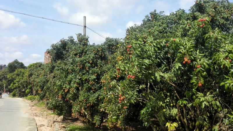 广东茂名高州白糖罂荔枝！