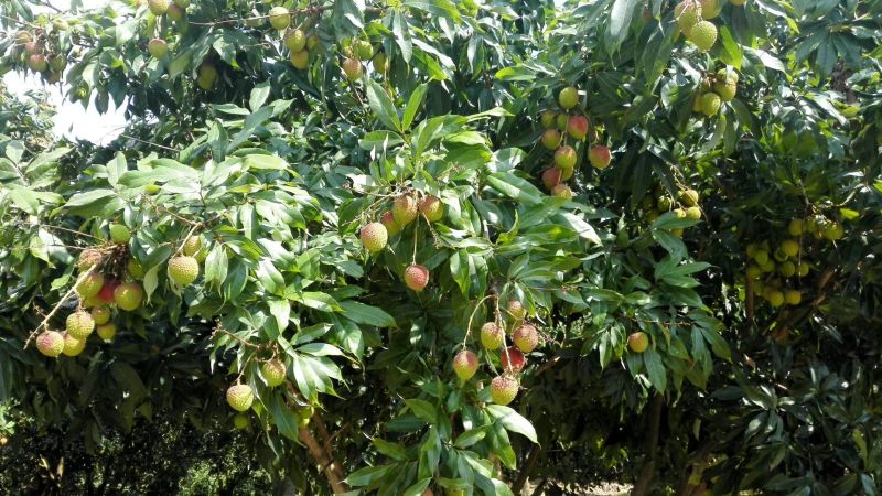 广东茂名高州白糖罂荔枝！