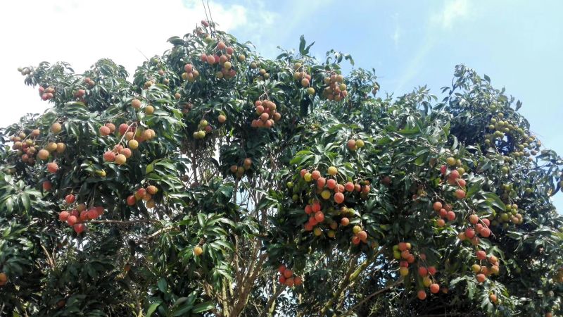 广东茂名高州白糖罂荔枝！