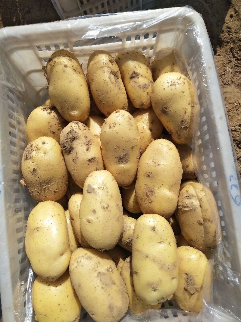 荷兰十五土豆通货1两以上