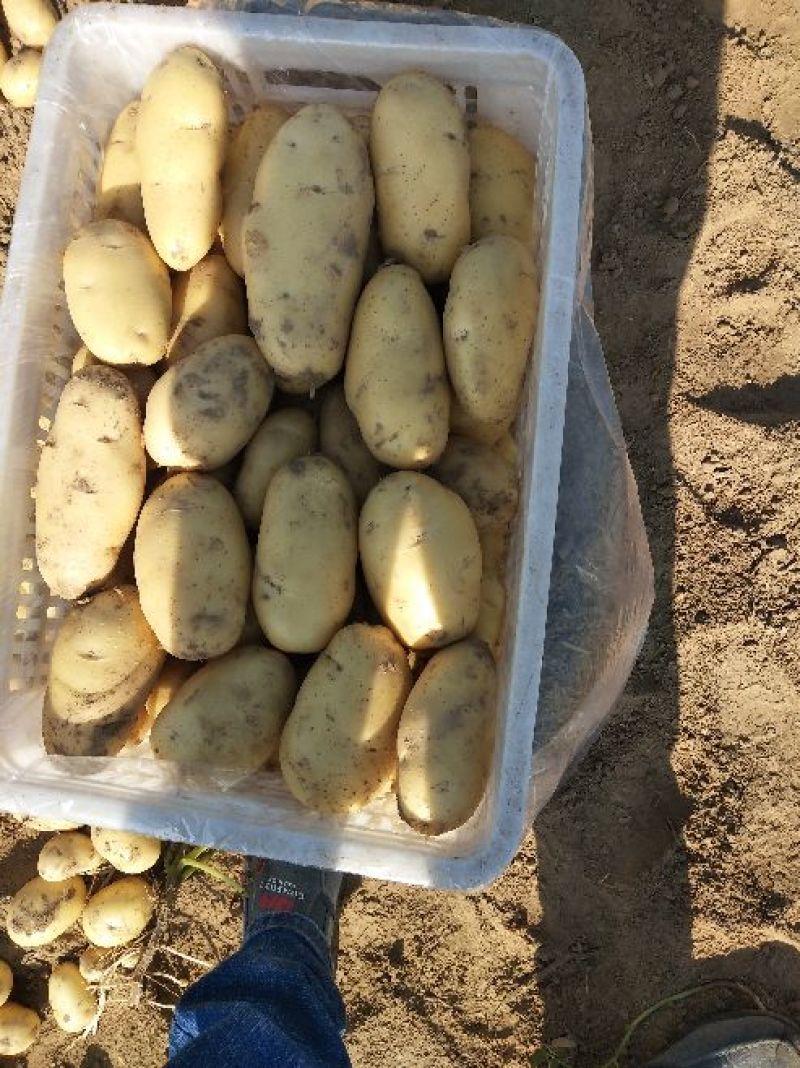 荷兰十五土豆通货1两以上