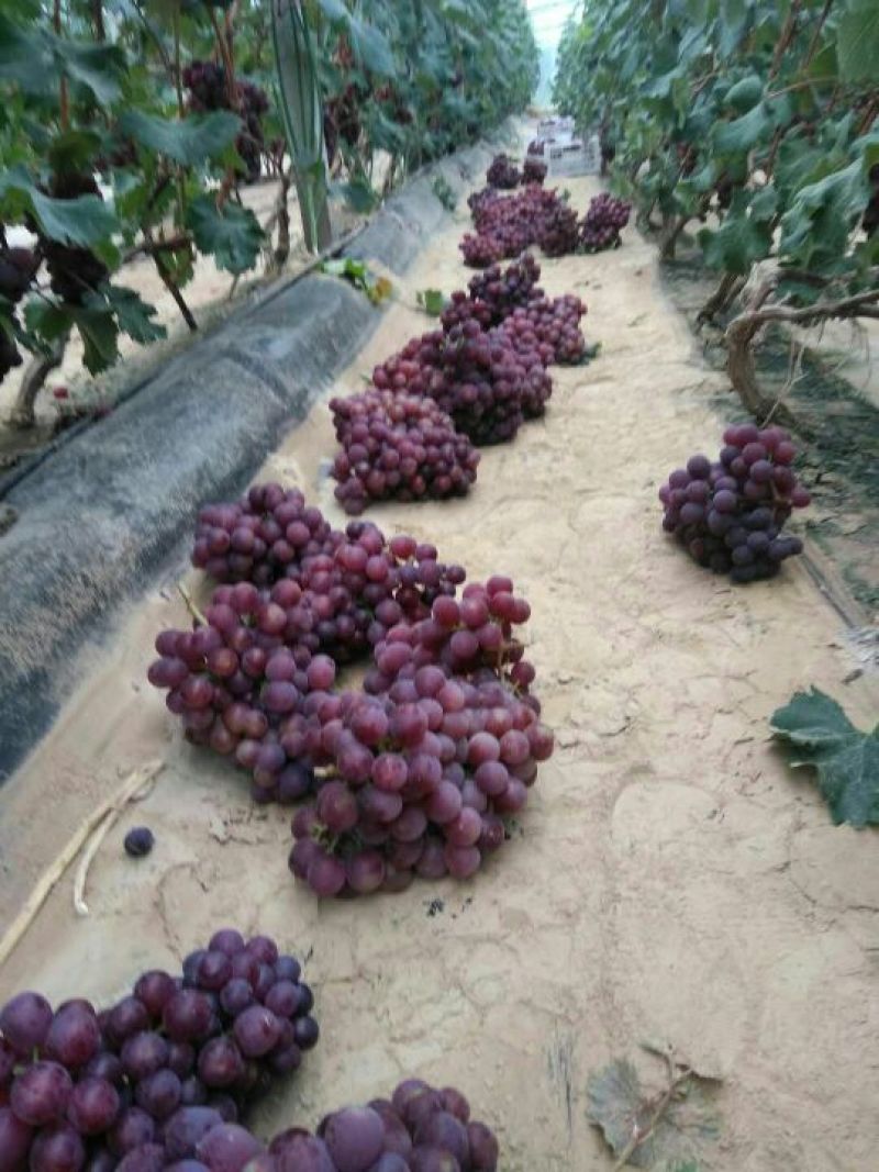 葡萄大量现货出售，货源充足，一手货源，诚信经营