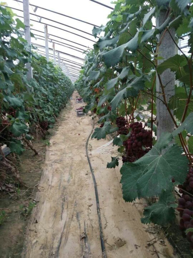 葡萄大量现货出售，货源充足，一手货源，诚信经营