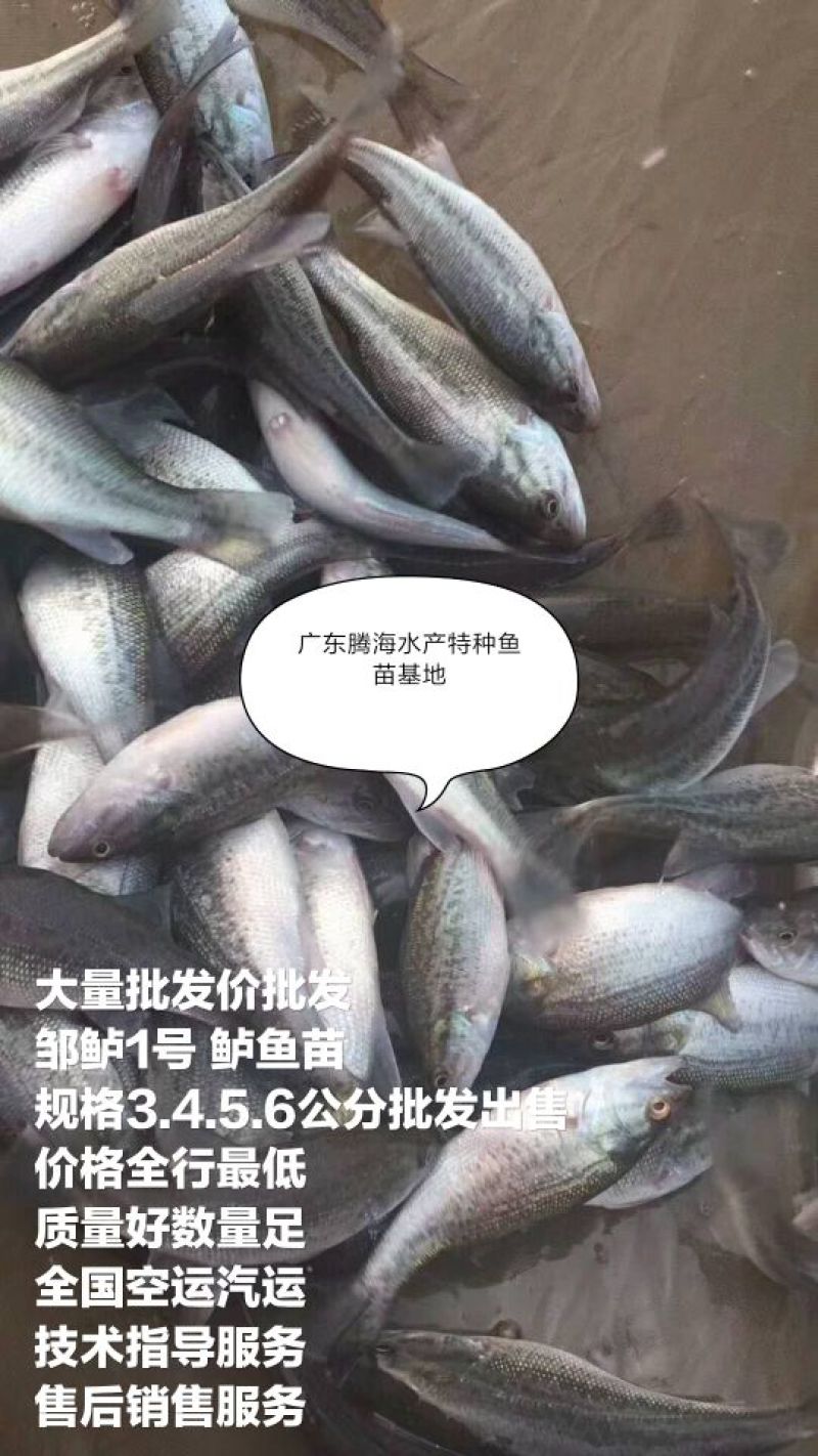 【鲈鱼苗】批发+饲料训化鲈鱼苗供应+全国发货基地直供