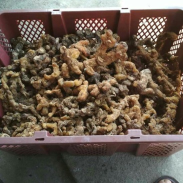 黄精