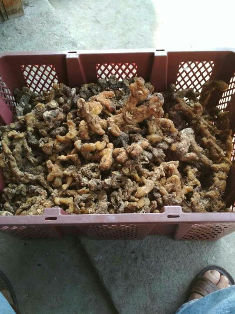 黄精