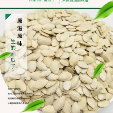 农家生南瓜籽百色高寒山区天然生南瓜籽5
