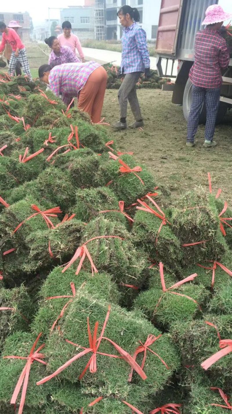 马尼拉草皮！马尼拉草坪