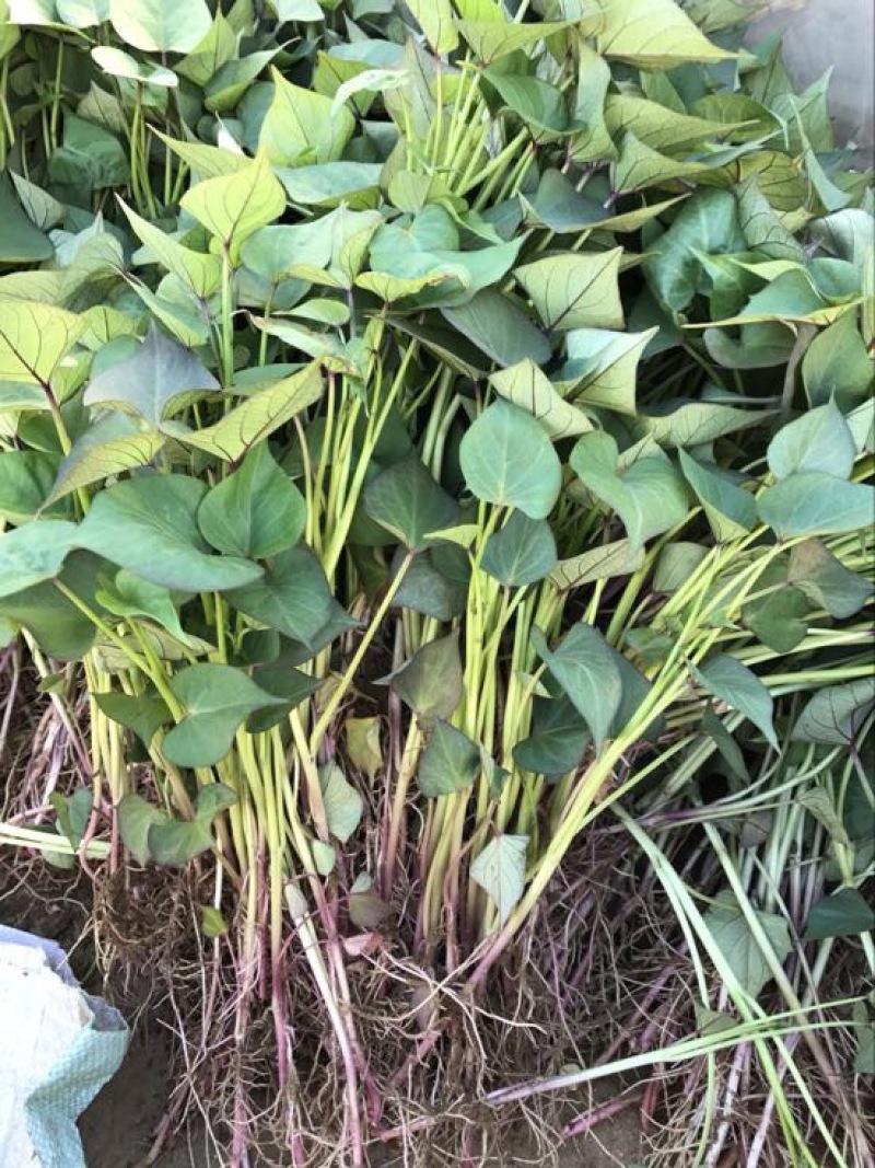 红薯苗，高产脱毒地瓜苗，成活率高早丰、济薯等品种大量批发