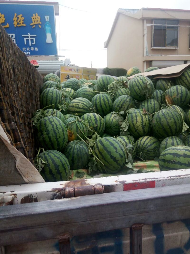 麒麟西瓜8斤打底9成熟1茬