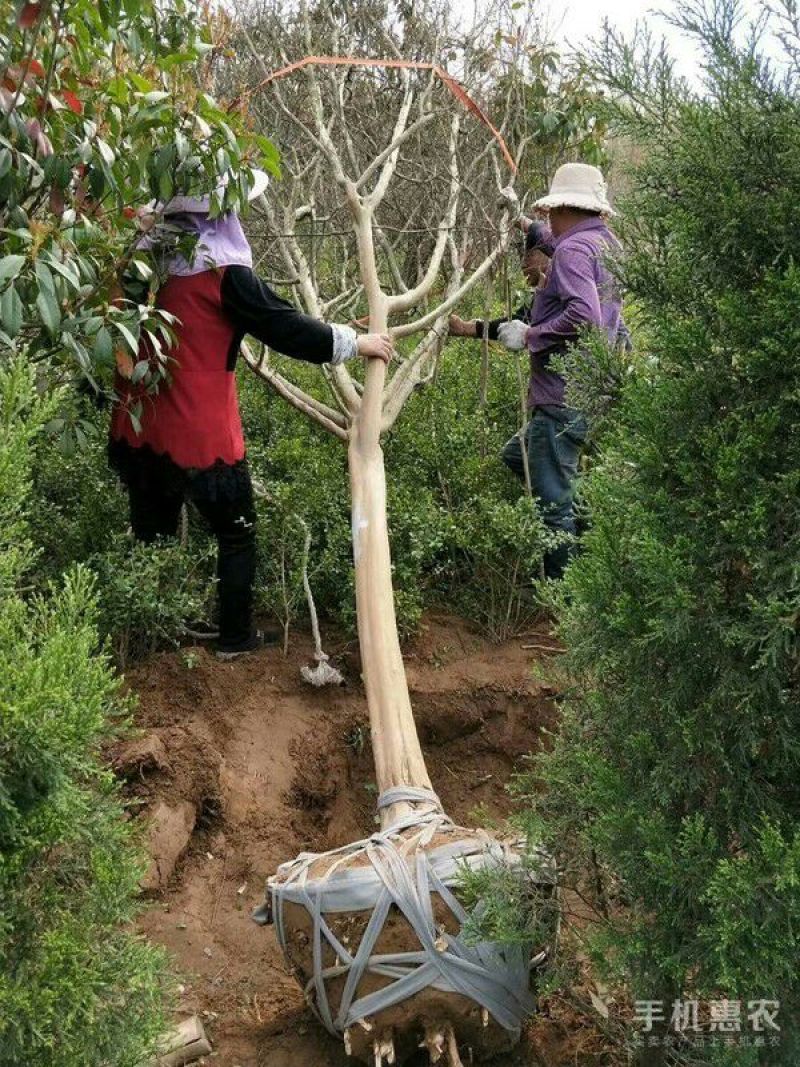 紫薇十二公分
