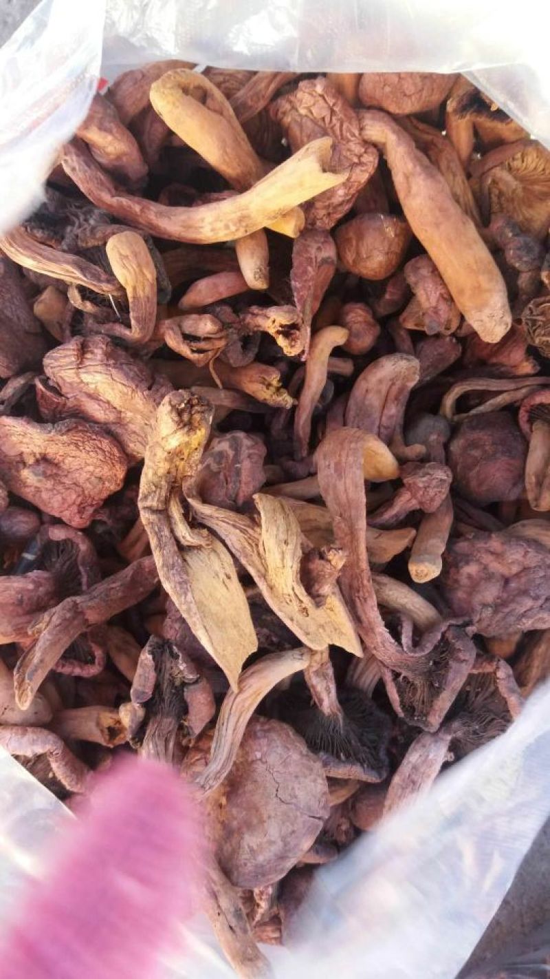 松树蘑菇