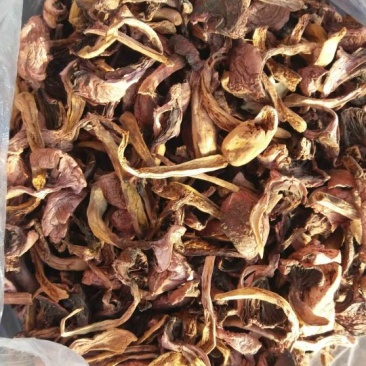 松树蘑菇