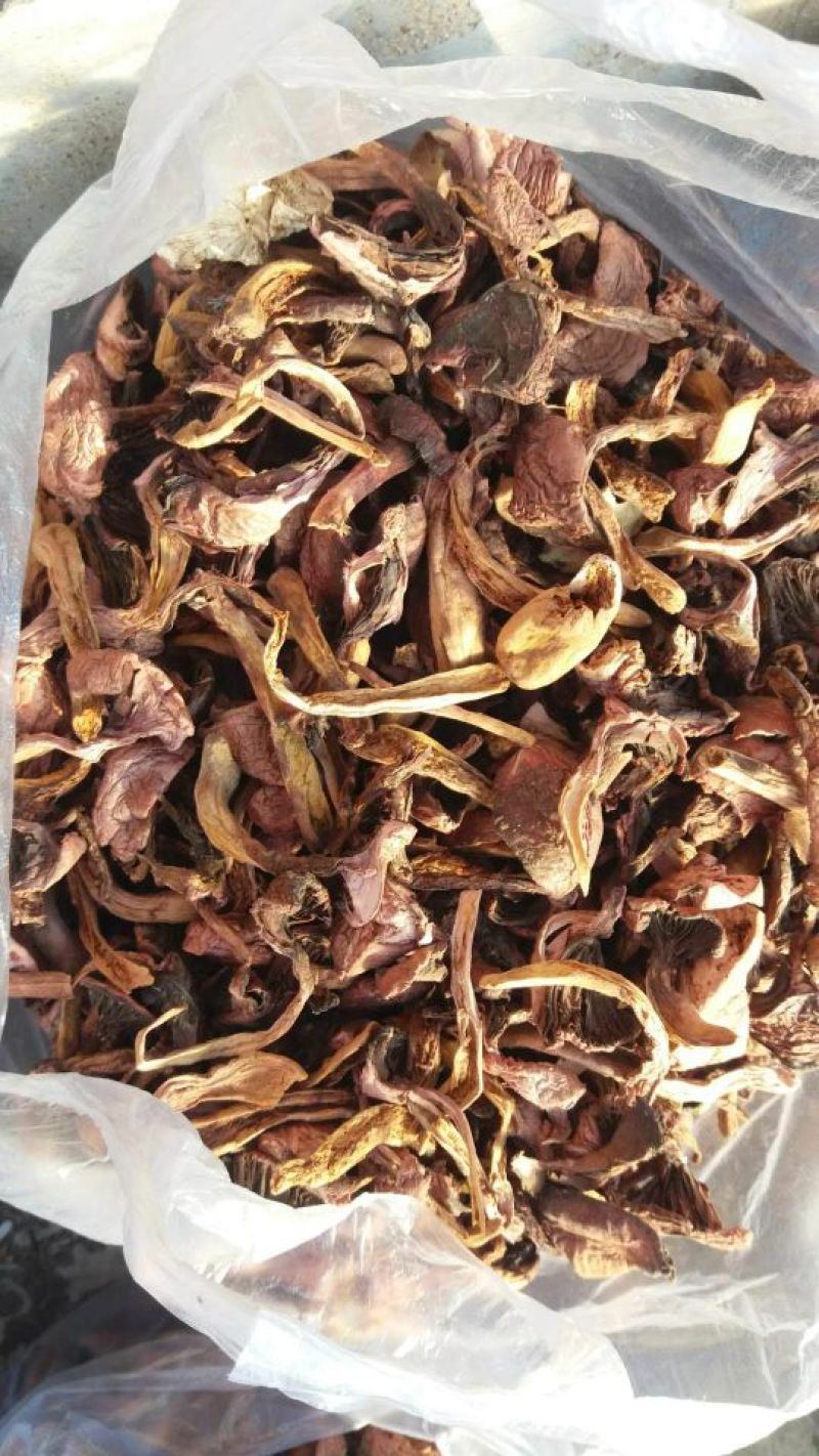 松树蘑菇