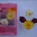 菊花金丝菊，皇菊，贡菊，香菊